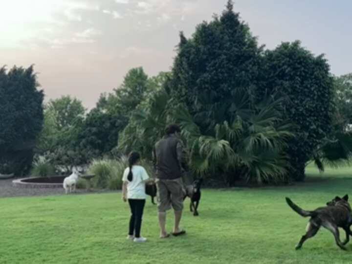 MS Dhoni And His Daughter Ziva Have Some Fun With their Pets Watch Video Video: सर्जरी के बाद धोनी का पहला वीडियो आया सामने, बेटी जीवा के साथ आए खेलते नजर