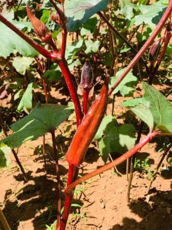 लाल भिंडी बना रही किसानों को लखपति