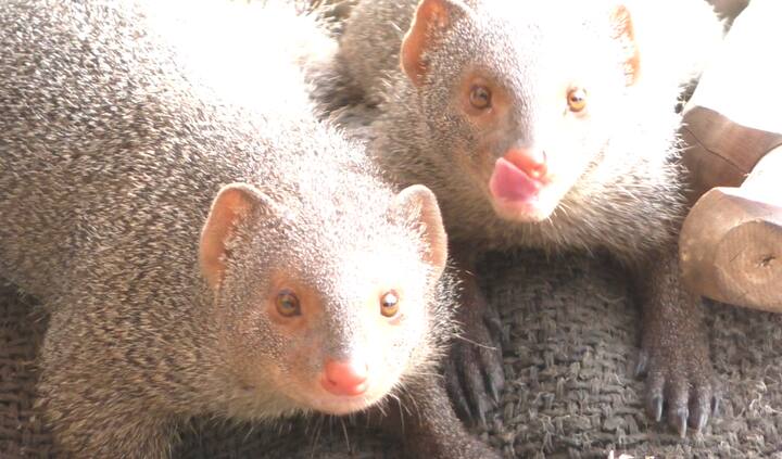 मुंगुसांना देखील माणसांप्रमाणे चहाची तलफ लागते असं जर आम्ही म्हटलं तर यावर तुमचा विश्वास बसणार नाही. मात्र जालन्यात एक अशी चहाची टपरी आहे, जिथे दोन मुंगूस नियमित गरमागरम चहा प्यायला येतात.