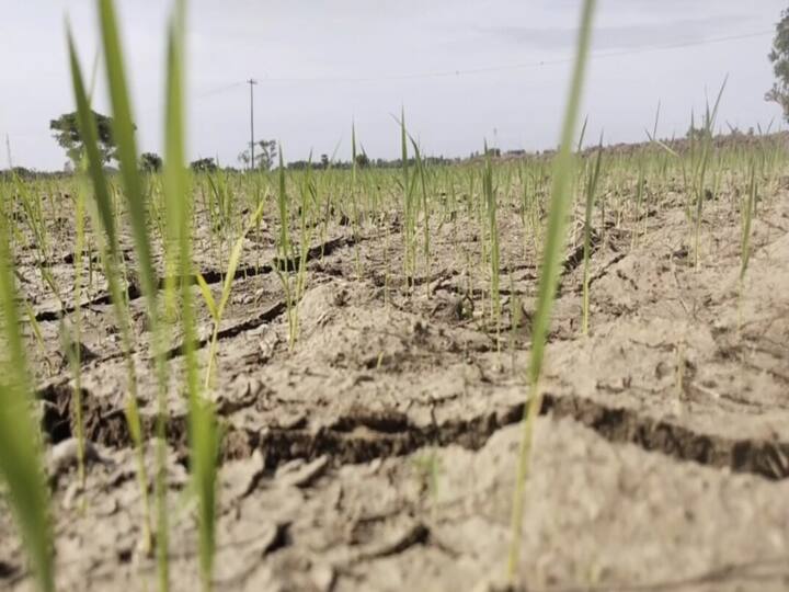 Due to lack of water in the irrigation channel in Tiruvarur, the direct rice crops are getting scorched TNN Thiruvarur: பாசன வாய்க்காலில் நீர் வராததால்  கருகும் நிலையில் நெல் பயிர்கள் - விவசாயிகள் வேதனை