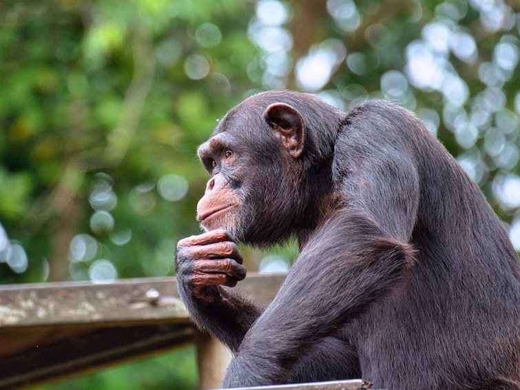 five animals-with-good-and sharp memory Sharp Memory: বুদ্ধিতে মানুষের সঙ্গে পাল্লা দেবে এই পাঁচ প্রাণী, কারা রয়েছে তালিকায়?