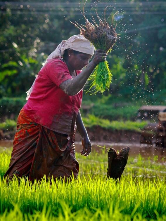 ये हैं कृषि के क्षेत्र में ज्यादा मुनाफा देने वाले व्यवसाय