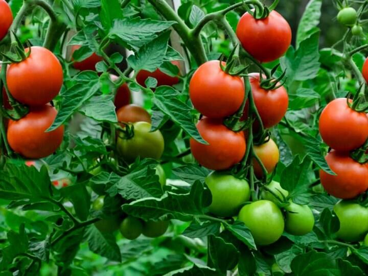 Tomato prices doubled due to delay in summer and rain, record hike in just one month