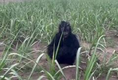 ખેતરમાંથી વાંદરાઓને ભગાડવા ખેડૂતે અપનાવ્યો અનોખો જુગાડ, જુઓ તસવીરો