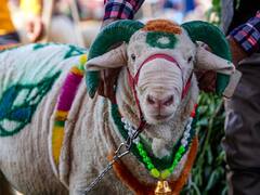 'इस साल कारोबार बहुत मंदा है', बकरीद से पहले श्रीनगर में खरीदारों का इंतजार कर रहे पशु व्यापारी