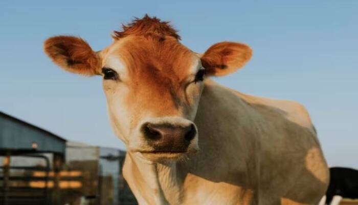 Ndri karnal Music Research on Cow buffalos increase Milk Production ਗਾਵਾਂ -ਮੱਝਾਂ ਨੂੰ ਮਿਊਜ਼ਿਕ ਸੁਣਾਓ... ਜ਼ਿਆਦਾ ਦੁੱਧ ਪਾਓ ! ਕਹਾਵਤ ਨਹੀਂ ਸੱਚੀ ਹੈ ਇਹ ਗੱਲ , ਖੋਜ 'ਚ ਖੁਲਾਸਾ