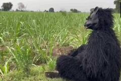 ખેતરમાંથી વાંદરાઓને ભગાડવા ખેડૂતે અપનાવ્યો અનોખો જુગાડ, જુઓ તસવીરો