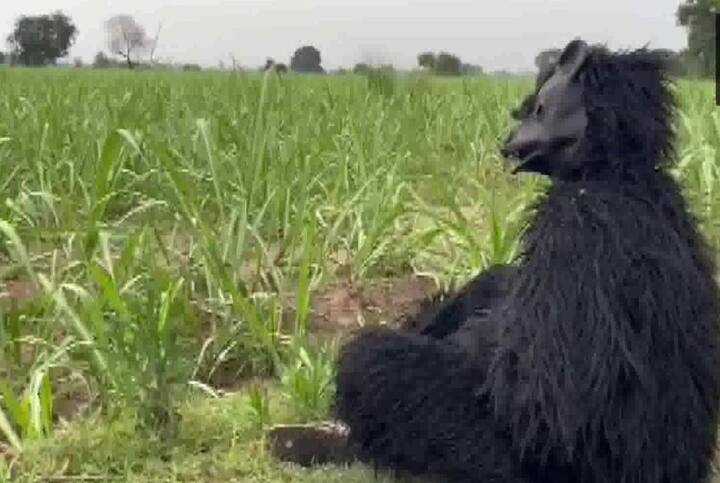 આ વિસ્તારમાં 40-45 વાંદરાઓ ફરે છે અને પાકને નુકસાન કરી રહ્યા છે. અમે સત્તાધીશોને રજુઆત કરી હતી પરંતુ કોઈ ધ્યાન આપવામાં આવ્યું ન હતું.