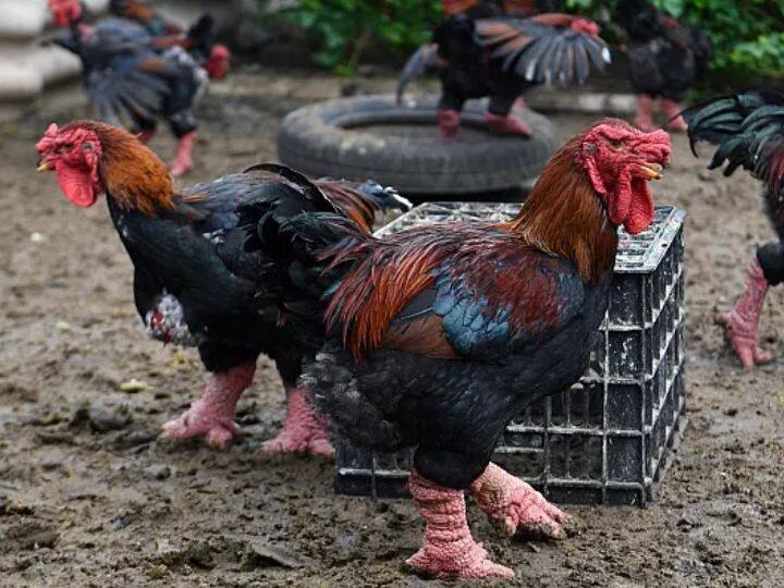 डेढ़ लाख रुपये का बिकता है एक मुर्गा, अब ड्रैगन चिकन के जरिए करिए मुर्गी पालन A dragon chicken is sold for Rs 1.5 lakh know how to trade it in India डेढ़ लाख रुपये का बिकता है एक मुर्गा, अब ड्रैगन चिकन के जरिए करिए मुर्गी पालन