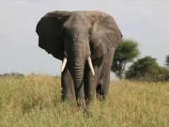 ਹਾਥੀ ਦੇ ਦੰਦ ਇੰਨੇ ਮਹਿੰਗੇ ਕਿਉਂ ਵਿਕਦੇ ਹਨ, ਆਖ਼ਿਰ ਇਨ੍ਹਾਂ ਦਾ ਅਜਿਹਾ ਕੀ ਬਣਦਾ ਹੈ?