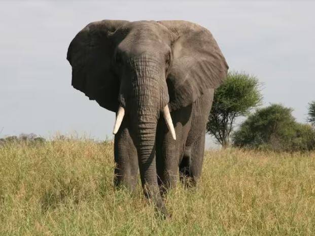 ਹਾਥੀ ਦੇ ਦੰਦ ਦੀਆਂ ਕੀਮਤਾਂ ਬਾਰੇ ਅਸੀਂ ਬਚਪਨ ਤੋਂ ਹੀ ਸੁਣਦੇ ਆ ਰਹੇ ਹਾਂ ਪਰ ਜਦੋਂ ਵੀ ਅਸੀਂ ਇਸ ਬਾਰੇ ਸੁਣਦੇ ਹਾਂ, ਅਸੀਂ ਹੈਰਾਨ ਹੁੰਦੇ ਹਾਂ ਕਿ ਆਖ਼ਿਰ ਇਹ ਇੰਨਾ ਮਹਿੰਗਾ ਕਿਉਂ ਹੁੰਦਾ ਹੈ ਅਤੇ ਸਭ ਤੋਂ ਵੱਡੀ ਗੱਲ ਮਾਰਕੀਟ ਵਿੱਚ ਇਸਦੀ ਇੰਨੀ ਮੰਗ ਕਿਉਂ ਹੈ?