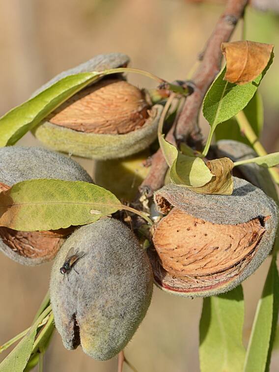 घर पर 1000 रुपये किलो वाला बादाम उगाएं, जमकर मुनाफा कमाएं