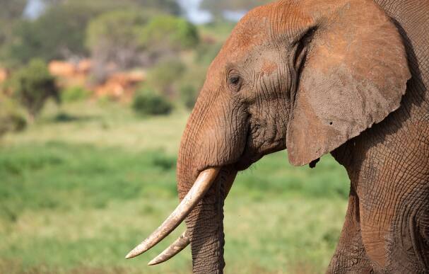 हस्तिदंताची किंमत ही अधिक असते हे आपण लहानपणापासून ऐकत आलो आहोत. पण हत्ती दंत इतके महाग का आहेत? असा प्रश्न आपल्याला नेहमी पडतो आणि सर्वात मोठी गोष्ट म्हणजे बाजारात याला इतकी मागणी का आहे?