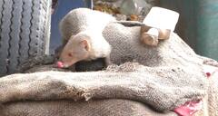 Jalna: माणसांप्रमाणेच मुंगुसांना लागली चहाची तलफ! प्राणीही झाले चहाचे शौकीन; पाहा मजेशीर फोटो...