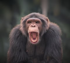 Good Memory: মানুষের সঙ্গে বুদ্ধিতে সেয়ানে সেয়ানে টক্কর দিতে পারে এই পাঁচ প্রাণী