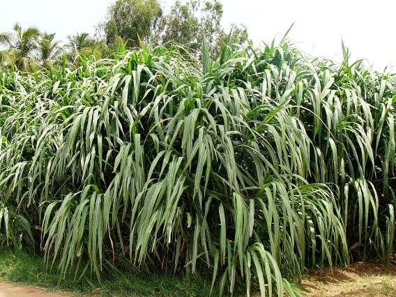 Grass : Milk production is Increasing From Napier Grass Farmers are Taking Profit of Lakhs Grass : ફક્ત એક જ વાર ઉગાડો આ ઘાસ, 4-5 વર્ષ ઝંઝટમાંથી મળશે છુટકારો