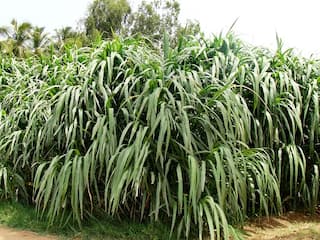 Grass : ફક્ત એક જ વાર ઉગાડો આ ઘાસ, 4-5 વર્ષ ઝંઝટમાંથી મળશે છુટકારો