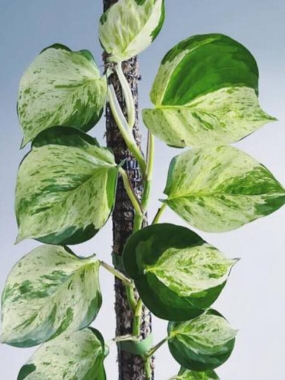 मनी प्लांट्स के होते हैं इतने सारे प्रकार, घर में लगाने के लिए है बेस्ट