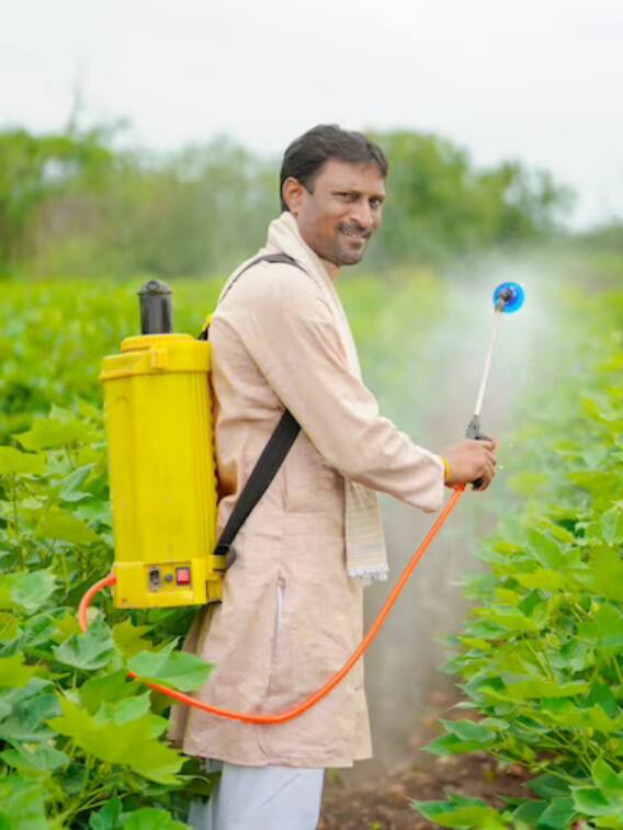 यहां फसलों को पिलाई जाती है शराब, जानें वजह