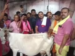 बारिश के लिए पंडो ने अपनाया अनोखा तरीका, बासुकीनाथ के गर्भगृह में ले जाकर गौ माता से कराया दुग्धाभिषेक