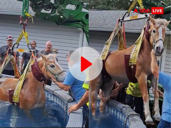 Horse rescues by fire department from swimming pool in florida video viral Viral Video: दूसरे घोड़े से डरकर स्विमिंग पूल में कूद गया एक घोड़ा, इस ट्रिक से निकाला गया बाहर