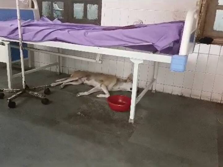 stray dogs take rest in Basti district hospital patients are at risk of infection ANN UP News: बस्ती जिला अस्पताल की फिर खुली पोल, इमरजेंसी वार्ड बना आवारा कुत्तों का बसेरा, रोगियों को इंफेक्शन का खतरा