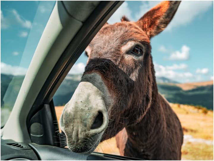 गधी के दूध से बने पनीर की कीमत जानते हैं आप? नॉर्मल पनीर लगेगा काफी सस्ता? Donkey Milk Paneer Rate know why donkey milk is so Expensive Check here all details गधी के दूध से बने पनीर की कीमत जानते हैं आप? नॉर्मल पनीर लगेगा काफी सस्ता?