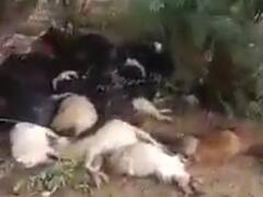 जैसलमेर: आकाशीय बिजली गिरने से 86 जानवरों की मौत, बाल- बाल बची पशुपालक की जान