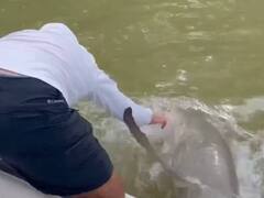 Watch Video: சொன்ன பேச்ச கேட்கணும்.. ஆற்றில் கை கழுவிய இளைஞர்: பாய்ந்து வந்த சுறா.. பதற வைக்கும் திக் திக் நிமிடங்கள்..!