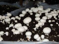 यहां जानिए कैसे होती है मशरूम की खेती, किसान कमाएंगे लाखों का मुनाफा