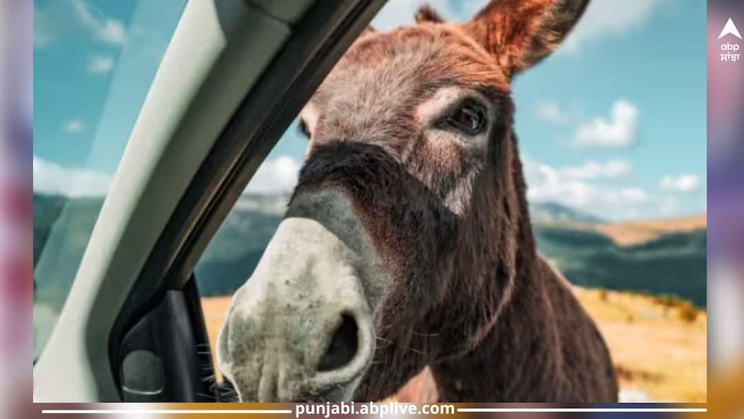 ਕੀ ਤੁਸੀਂ ਜਾਣਦੇ ਹੋ ਗਧੀ ਦੇ ਦੁੱਧ ਤੋਂ ਬਣੇ ਪਨੀਰ ਦੀ ਕੀਮਤ? ਸਾਧਾਰਨ ਪਨੀਰ ਜ਼ਿਆਦਾ ਸਸਤਾ ਲੱਗੇਗਾ? Do you know the price of donkey milk cheese? ਕੀ ਤੁਸੀਂ ਜਾਣਦੇ ਹੋ ਗਧੀ ਦੇ ਦੁੱਧ ਤੋਂ ਬਣੇ ਪਨੀਰ ਦੀ ਕੀਮਤ? ਸਾਧਾਰਨ ਪਨੀਰ ਜ਼ਿਆਦਾ ਸਸਤਾ ਲੱਗੇਗਾ?