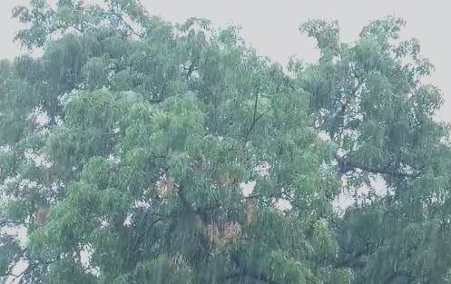 आज कोकणसह विदर्भात पावसाचा ऑरेंज अलर्ट देण्यात आला आहे.