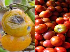 ஓசூரில் கிடுகிடுவென உயர்ந்த தக்காளி விலை...ஒரு கிலோ எவ்வளவு ரூபாய் தெரியுமா?