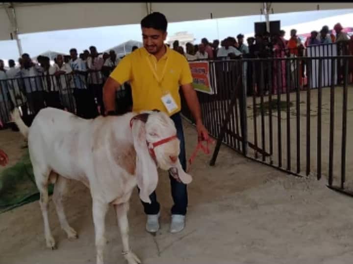 Eid Ul Adha 2023 Rajasthan Udaipur National Champion Bakra Shera arrive weight is 100 kg ann Eid Ul Adha 2023: उदयपुर में आया नेशनल चैम्पियन बकरा 'शेरा', 100 किलो है वजन, जानें- और क्या हैं खासियतें