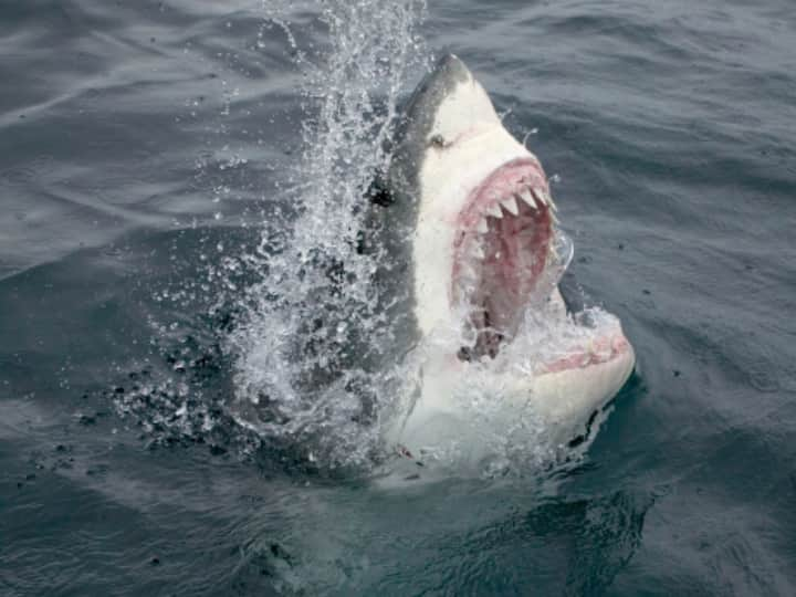 Shark Bites Man's Hand Florida Tries To Drag Him Away In Everglades National Park Viral Video Shark Bites Man's Hand In Florida, Tries To Drag Him Away. Watch Viral Video