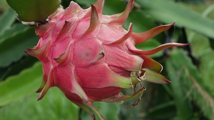 Benefits of Dragon Fruit: ড্রাগন ফল হার শক্ত করতেও বিশেষভাবে সাহায্য করে। কেননা, ড্রাগন ফলের মধ্যে আছে প্রচুর পরিমাণে ম্যাগনেসিয়াম।