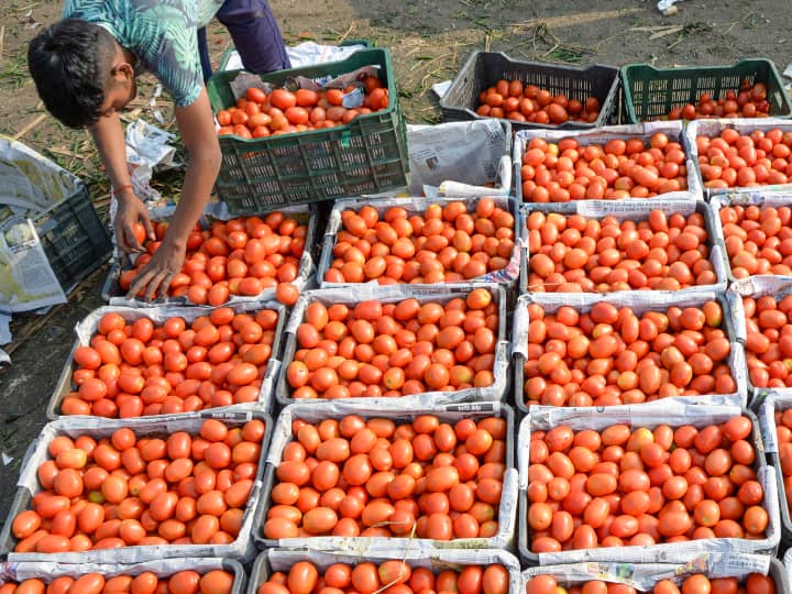 The taste of food deteriorated due to the wild jump in the prices of tomatoes, the price reached up to Rs 140 ટામેટામાં લાલચોળ તેજીઃ ભાવ પ્રતિ કિલો 140 રૂપિયા સુધી પહોંચ્યા, ખેડૂતોને નથી મળ્યો તેનો લાભ