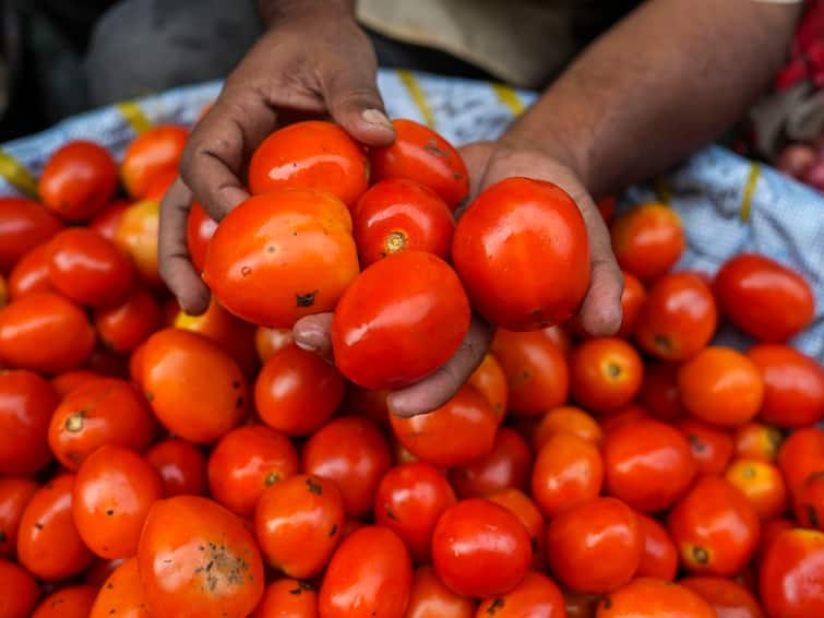 Why tomato turned 'red' and when will the prices come down! This answer came from the government Tomato Rate: ਟਮਾਟਰ ਕਿਉਂ ਹੋਇਆ 'ਲਾਲ' ਤੇ ਕਦੋਂ ਘਟਣਗੇ ਰੇਟ! ਸਰਕਾਰ ਵੱਲੋਂ ਆਇਆ ਜਵਾਬ