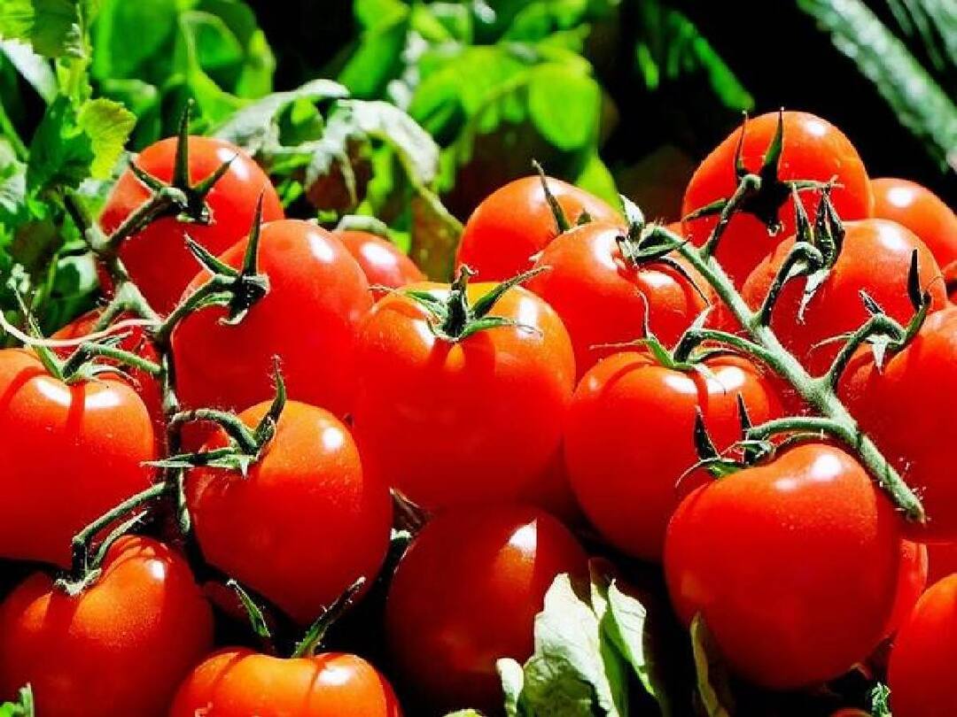 A kilo of tomato is sold at Rs 80 in the Koyambedu market. Tomato Price Hike: தங்கத்துக்கு டஃப் கொடுக்கும் தக்காளி.. தொடர்ந்து உச்சத்தில் விலை.. ஒரு கிலோ எவ்வளவு தெரியுமா?
