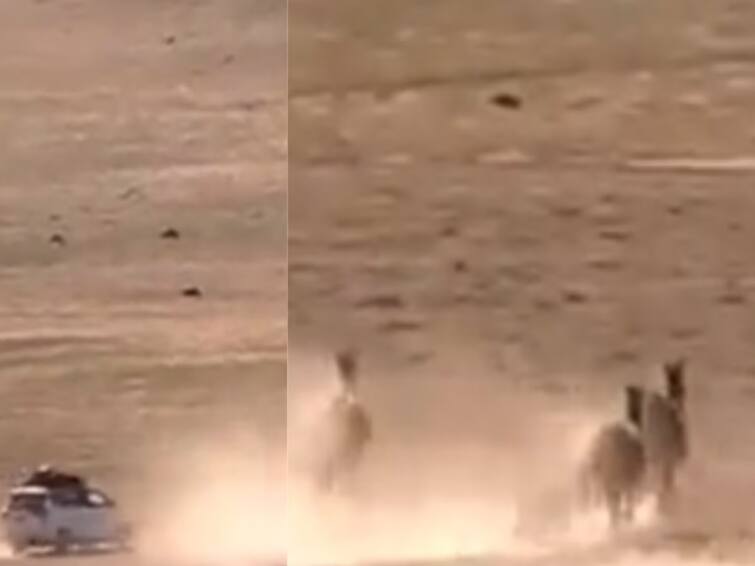 Tourists chasing wild animals in car Viral video Condemnation on social media Shocking Video : காரில் வன விலங்குகளை துரத்தும் சுற்றுலா பயணிகள்… அதிர்ச்சி வீடியோ