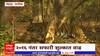 Tadoba Tiger Reserve : चंद्रपूर जिल्ह्यातील ताडोबा व्याघ्र प्रकल्पाच्या सफारी शुल्कात मोठी वाढ
