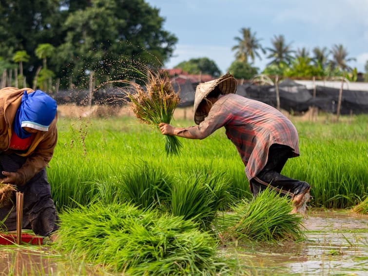 Telangana News Farmers Started Kharif Cultivation in Many Areas Of Telangana Telangana News: తెలంగాణలో విస్తృతంగా వర్షాలు, ఊపందుకున్న వ్యవసాయ పనులు 