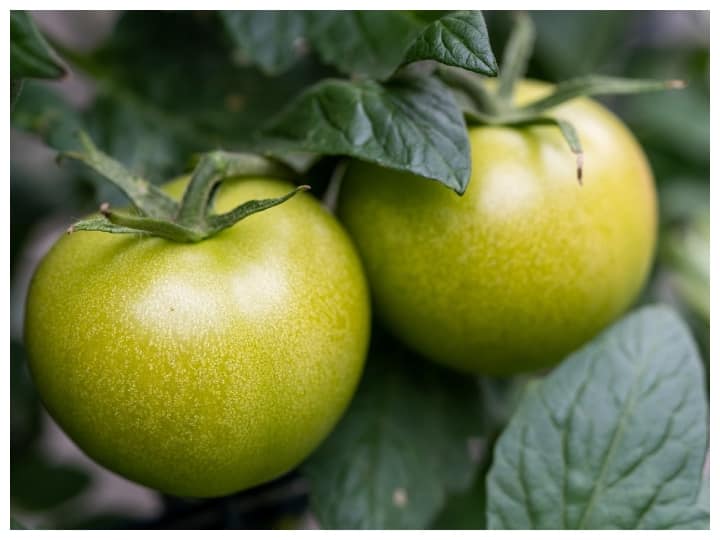 health benefits of eating green tomato it is better from red tomato लाल टमाटर से ज्यादा फायदेमंद है हरा टमाटर, सेहत के लिए होता है बेहद लाभकारी