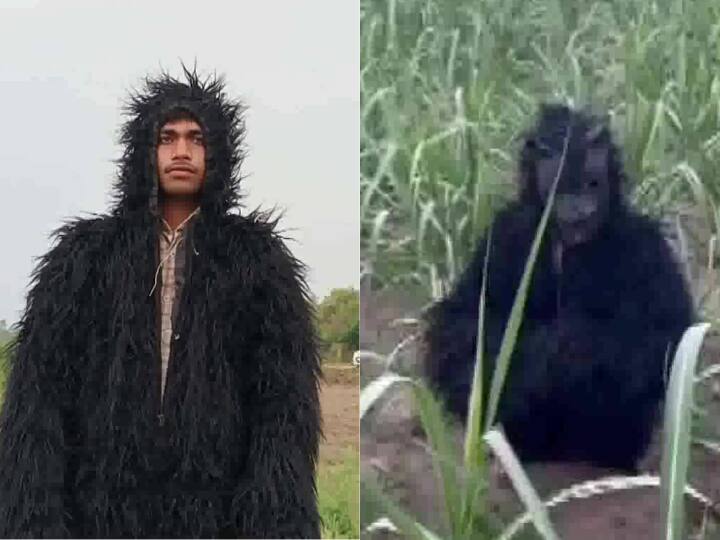 खेतों में 'भालू' बनकर घूम रहा है ये शख्स, वजह जानकर रह जाएंगे हैरान Farmers Of Lakhimpur Kheri Use Bear Costume To Prevent Sugarcane Crop From Monkeys खेतों में 'भालू' बनकर घूम रहा है ये शख्स, वजह जानकर रह जाएंगे हैरान