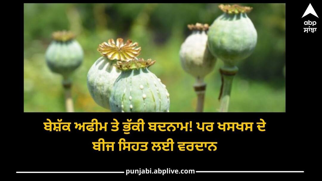 Poppy Seeds: Of course opium and poppy are infamous! But poppy seeds boon to health Poppy Seeds: ਬੇਸ਼ੱਕ ਅਫੀਮ ਤੇ ਭੁੱਕੀ ਬਦਨਾਮ! ਪਰ ਖਸਖਸ ਦੇ ਬੀਜ ਸਿਹਤ ਲਈ ਵਰਦਾਨ