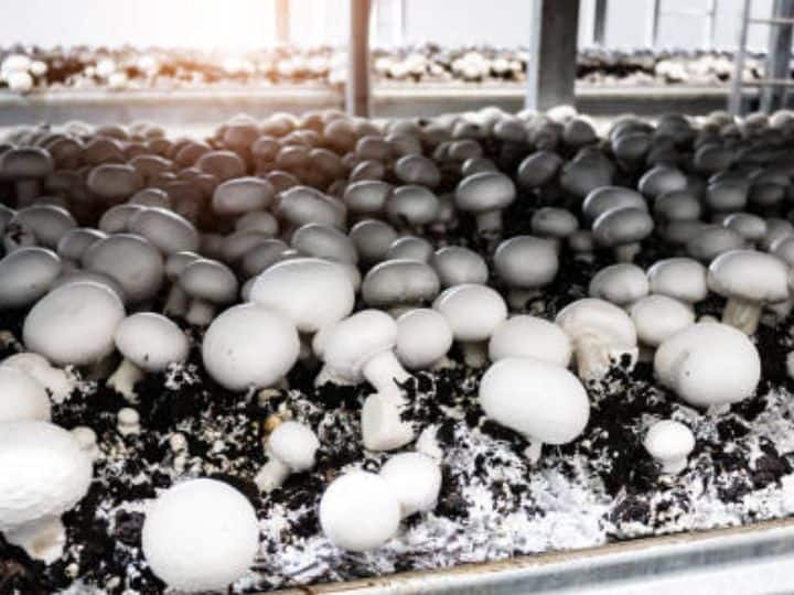 मशरूम के कई प्रकार होते हैं, भारत में अच्छी कमाई के लिए किसान सफेद बटर मशरूम, ऑयस्टर मशरूम, दूधिया मशरूम, पैडीस्ट्रा मशरूम और शिटाके मशरूम उगा रहे हैं.