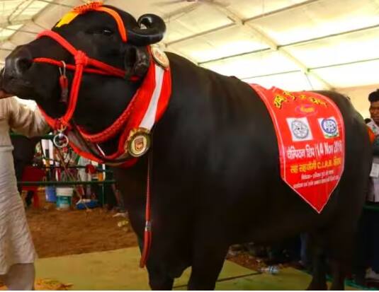 yuvraj-buffalo-worth-9-crores-came-in-kisan-kumbh-its-weight-is-1500-kg ਕਿਸਾਨ ਕੁੰਭ 'ਚ ਆਈ 9 ਕਰੋੜ ਦੀ ਮੱਝ, 1500 ਕਿਲੋਂ ਹੈ ਇਸ ਦਾ ਭਾਰ