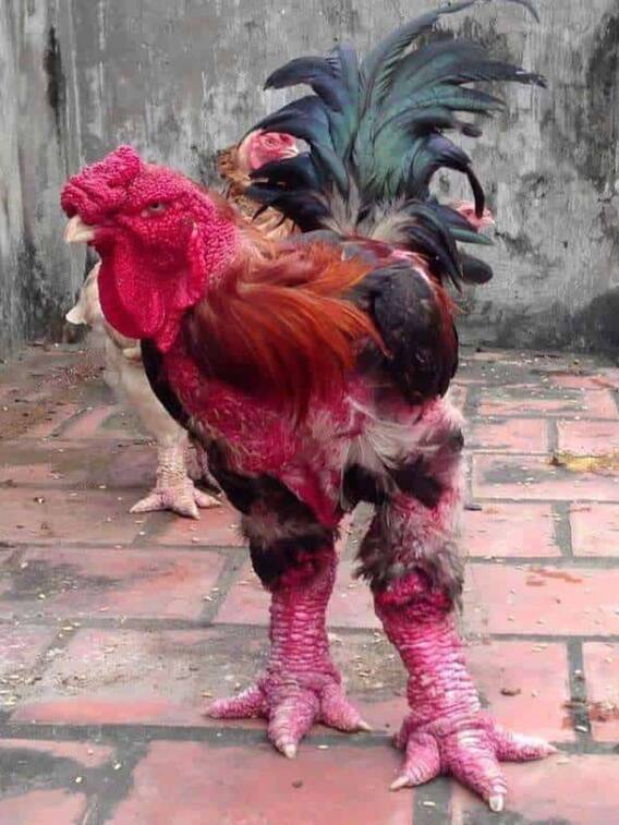 ड्रैगन चिकन पालकर कमाएं बंपर मुनाफा, होगी लाखों में कमाई