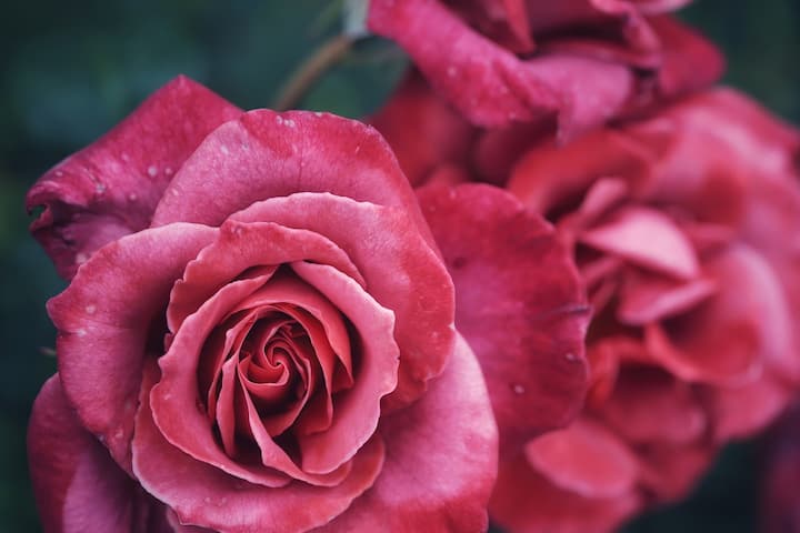গোলাপের কুঁড়ি থেকে প্রচুর পরিমাণে ভিটামিন-সি পাওয়া যায়। তাই গোলাপের কুঁড়ির তৈরি চা ঠান্ডাজনিত সমস্যা ও কাশির প্রাদুর্ভাব কমাতে কার্যকরী ভূমিকা পালন করে। উল্লেখিত সমস্ত তথ্য প্রয়োগের আগে চিকিৎসকের পরামর্শ নিন।