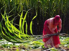 Union Cabinet Hikes Sugarcane FRP By Rs 10/Quintal To Rs 315/Quintal